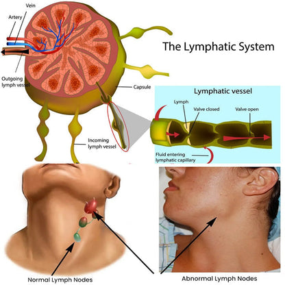 Lymphatic Detox RollOn Ginger Oil